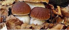 Funghi